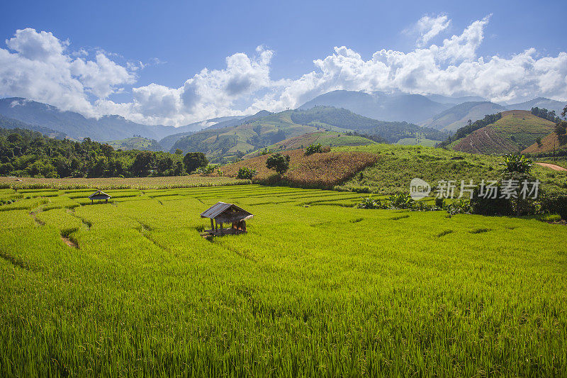 泰国清迈Pa Pong Piang山山谷乡村地区的水稻梯田。